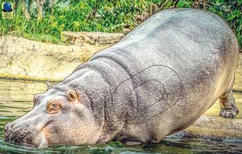 GG 163 Hippopotame