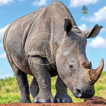 GG 761 Rhinocéros
