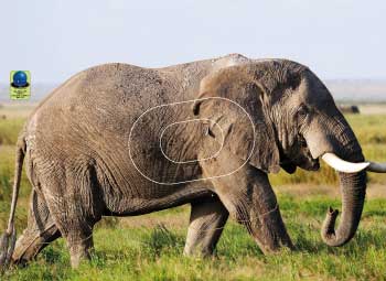 GG 580 Eléphant
