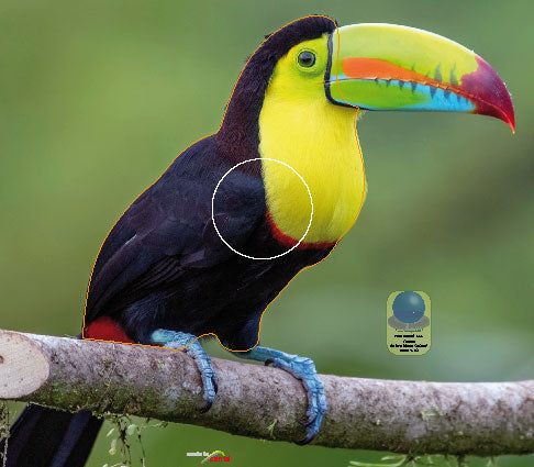 PA 666 Toucan