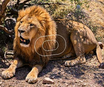 GG 762 Lion