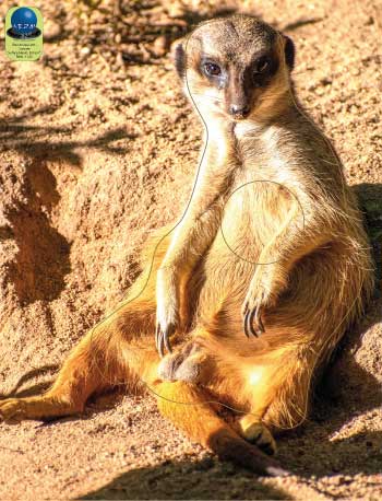 PA 251 Suricate