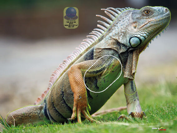 PA 664 Iguane