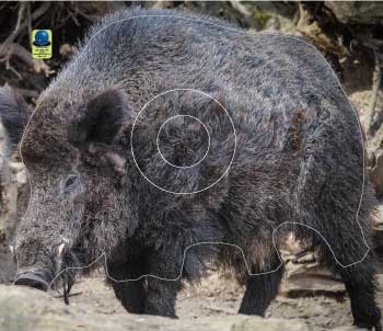 GG 570 Sanglier