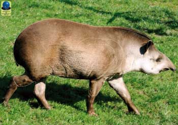 MG 339 Tapir