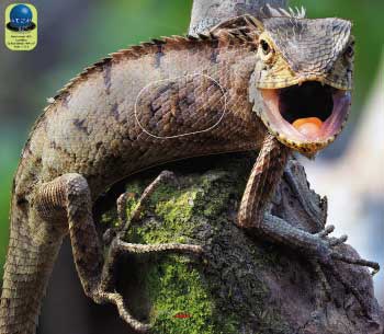 PA 403 Caméléon