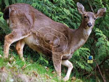 GG 566 Biche