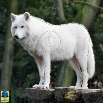 PG 19 Loup blanc