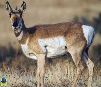 MG 370 Antilope