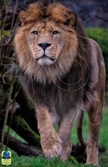 MG 233 Lion