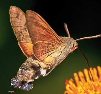 PA 525 Moro-Sphinx