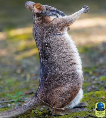 PA 359 Wallaby