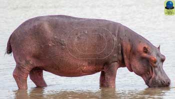 MG 128 Hippopotame