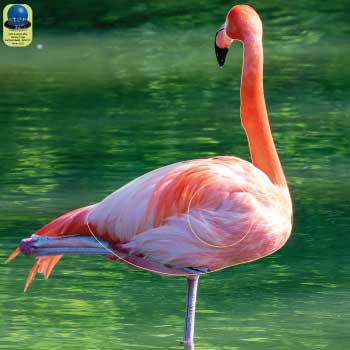 PA 369 Flamant rose