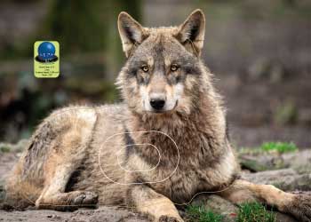 PG 577 Loup