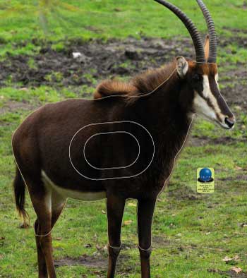 MG 581 Antilope