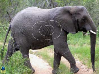 GG 286 Eléphant