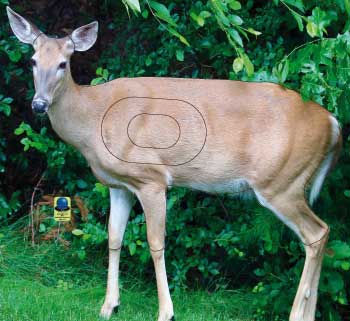 GG 567 Biche