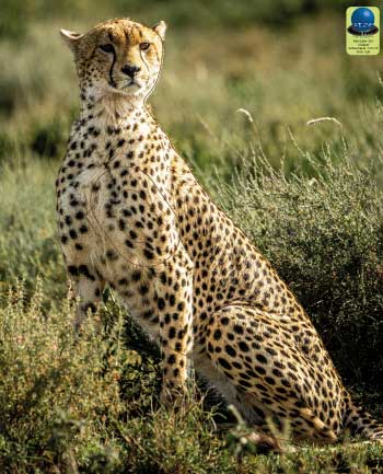PG 363 Guépard