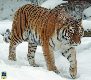 MG 230 Tigre