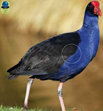 PA 412 Pukeko