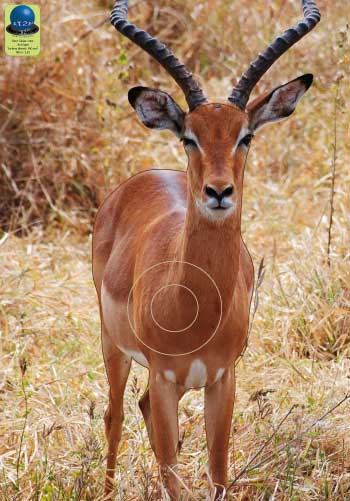 PG 236 Antilope