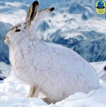PA 310 Lapin des neiges