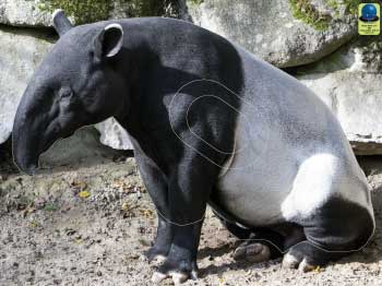 MG 338 Tapir