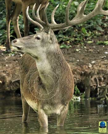 MG 245 Cerf