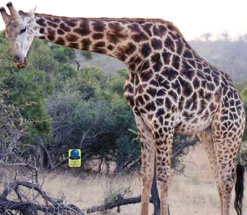 GG 220 Girafe
