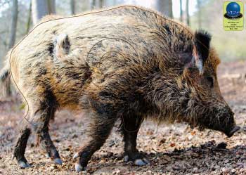 PG 321 Sanglier