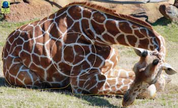 GG 159 Girafe