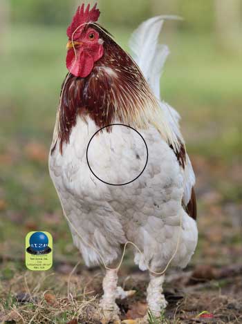 PA 564 Coq
