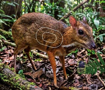 PG 737 Chevrotain