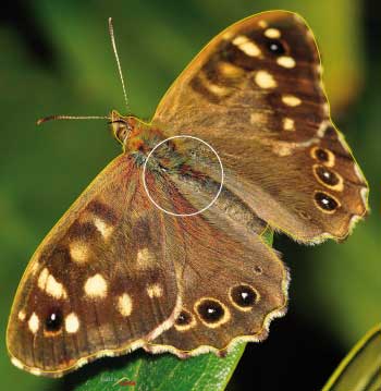 PA 524 Papillon