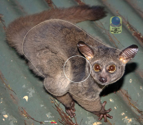 PA 662 Galago
