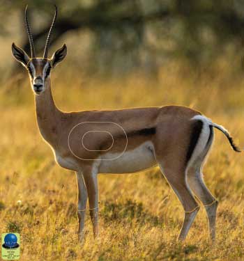 PG 12 Gazelle