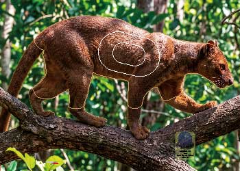 PG 739 Fossa