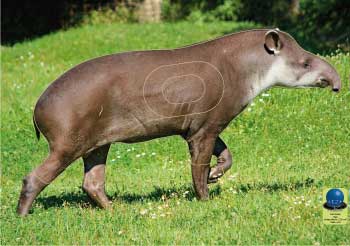 PG 42 Tapir