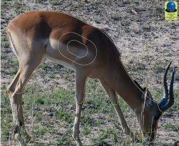 PG 253 Antilope