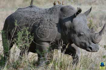 GG 169 Rhinocéros