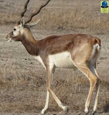 PG 235 Antilope