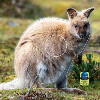 PA 592 Wallaby