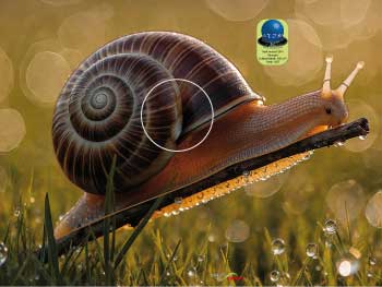 PA 591 Escargot