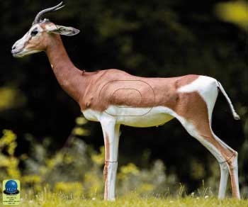 PG 39 Gazelle