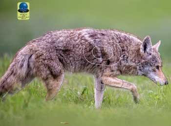 PG 536 Coyote