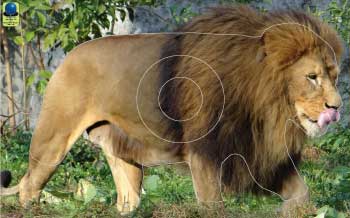 GG 165 Lion