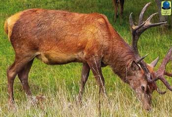 MG 117 Cerf