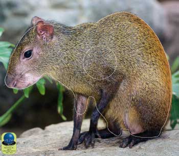 PA 351 Agouti