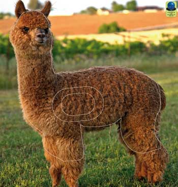 MG 295 Lama